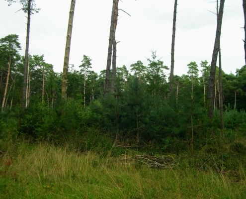 Smithuyserbos, De Zuid, Maartensdijkse Bos en Hilversums Wasmeer