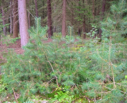 Smithuyserbos, De Zuid, Maartensdijkse Bos en Hilversums Wasmeer