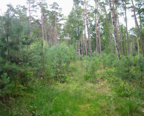 Smithuyserbos, De Zuid, Maartensdijkse Bos en Hilversums Wasmeer