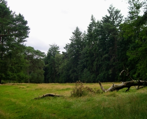 Smithuyserbos, De Zuid, Maartensdijkse Bos en Hilversums Wasmeer