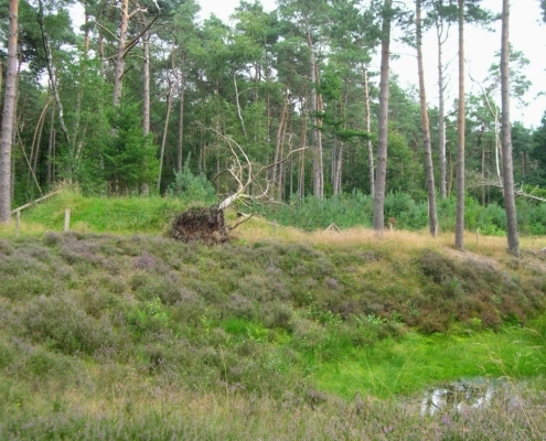 Smithuyserbos, De Zuid, Maartensdijkse Bos en Hilversums Wasmeer