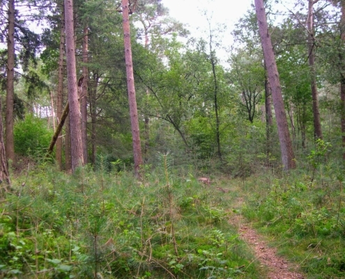 Smithuyserbos, De Zuid, Maartensdijkse Bos en Hilversums Wasmeer