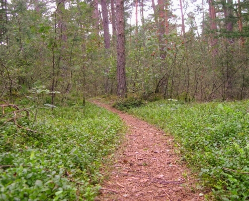 Smithuyserbos, De Zuid, Maartensdijkse Bos en Hilversums Wasmeer