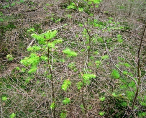 Smithuyserbos, De Zuid, Maartensdijkse Bos en Hilversums Wasmeer