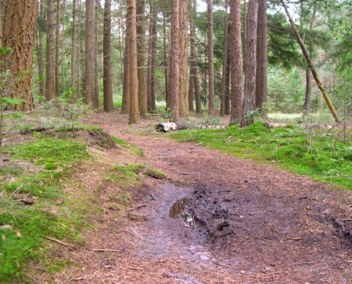 Smithuyserbos, De Zuid, Maartensdijkse Bos en Hilversums Wasmeer