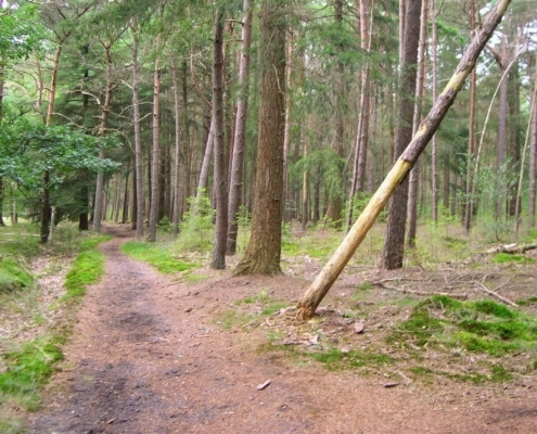 Smithuyserbos, De Zuid, Maartensdijkse Bos en Hilversums Wasmeer