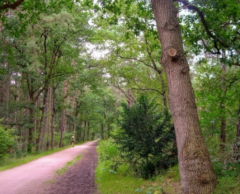 Smithuyserbos, De Zuid, Maartensdijkse Bos en Hilversums Wasmeer
