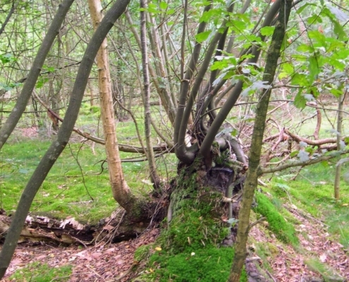 Smithuyserbos, De Zuid, Maartensdijkse Bos en Hilversums Wasmeer