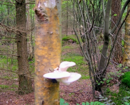 Smithuyserbos, De Zuid, Maartensdijkse Bos en Hilversums Wasmeer
