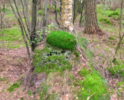 Smithuyserbos, De Zuid, Maartensdijkse Bos en Hilversums Wasmeer