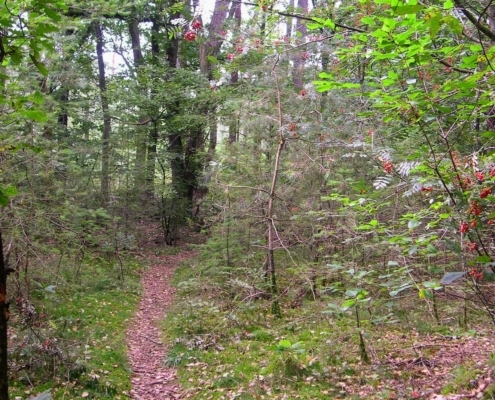 Smithuyserbos, De Zuid, Maartensdijkse Bos en Hilversums Wasmeer