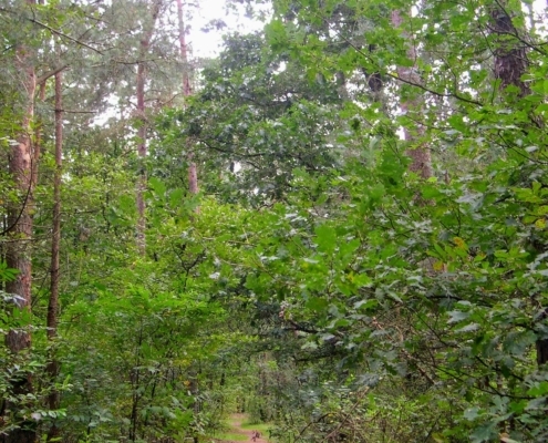 Smithuyserbos, De Zuid, Maartensdijkse Bos en Hilversums Wasmeer