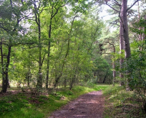 Smithuyserbos, De Zuid, Maartensdijkse Bos en Hilversums Wasmeer