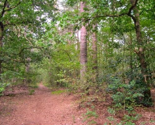 Smithuyserbos, De Zuid, Maartensdijkse Bos en Hilversums Wasmeer