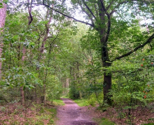 Smithuyserbos, De Zuid, Maartensdijkse Bos en Hilversums Wasmeer