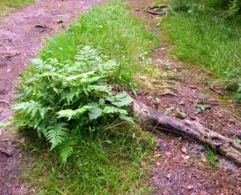 Smithuyserbos, De Zuid, Maartensdijkse Bos en Hilversums Wasmeer