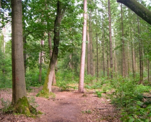 Smithuyserbos, De Zuid, Maartensdijkse Bos en Hilversums Wasmeer
