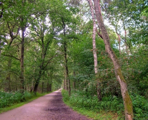 Smithuyserbos, De Zuid, Maartensdijkse Bos en Hilversums Wasmeer