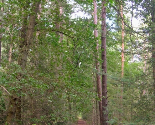 Smithuyserbos, De Zuid, Maartensdijkse Bos en Hilversums Wasmeer