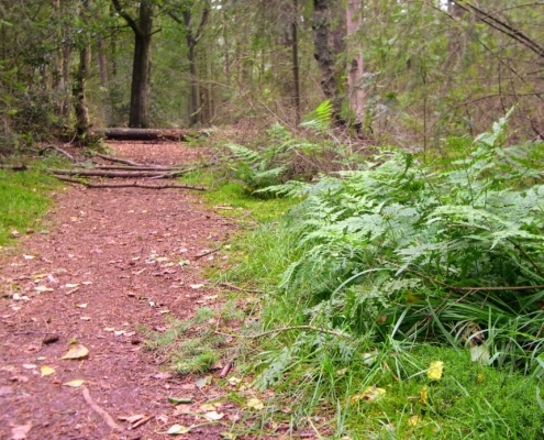 Smithuyserbos, De Zuid, Maartensdijkse Bos en Hilversums Wasmeer