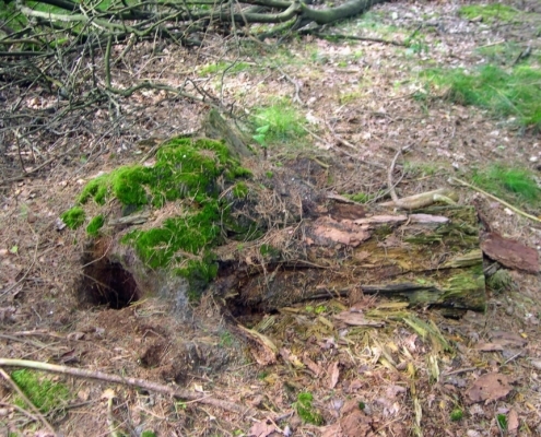 Smithuyserbos, De Zuid, Maartensdijkse Bos en Hilversums Wasmeer