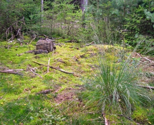 Smithuyserbos, De Zuid, Maartensdijkse Bos en Hilversums Wasmeer