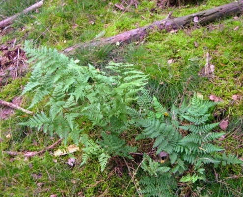 Smithuyserbos, De Zuid, Maartensdijkse Bos en Hilversums Wasmeer