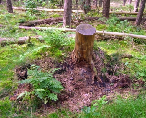 Smithuyserbos, De Zuid, Maartensdijkse Bos en Hilversums Wasmeer