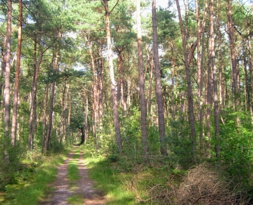 Smithuyserbos, De Zuid, Maartensdijkse Bos en Hilversums Wasmeer