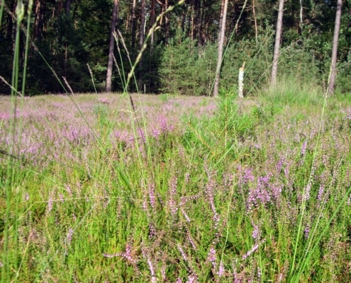 Smithuyserbos, De Zuid, Maartensdijkse Bos en Hilversums Wasmeer