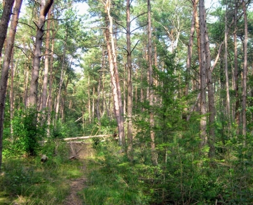 Smithuyserbos, De Zuid, Maartensdijkse Bos en Hilversums Wasmeer