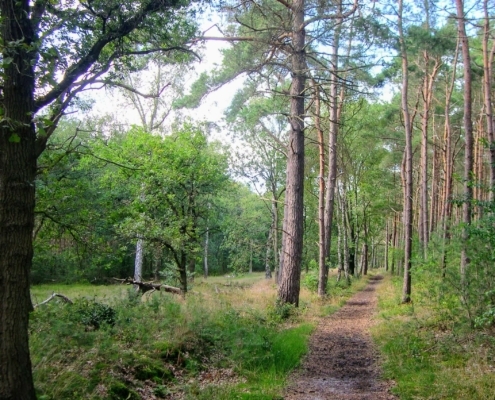 Smithuyserbos, De Zuid, Maartensdijkse Bos en Hilversums Wasmeer