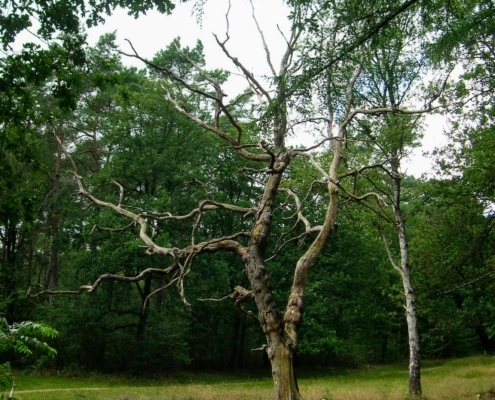 Smithuyserbos, De Zuid, Maartensdijkse Bos en Hilversums Wasmeer