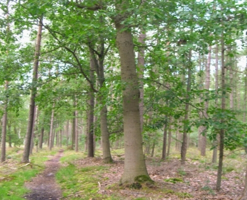 Smithuyserbos, De Zuid, Maartensdijkse Bos en Hilversums Wasmeer