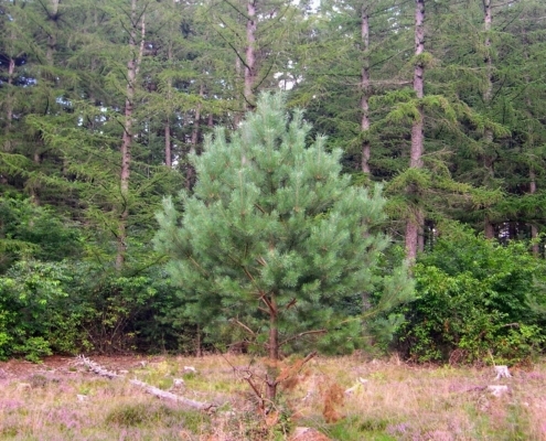 Smithuyserbos, De Zuid, Maartensdijkse Bos en Hilversums Wasmeer