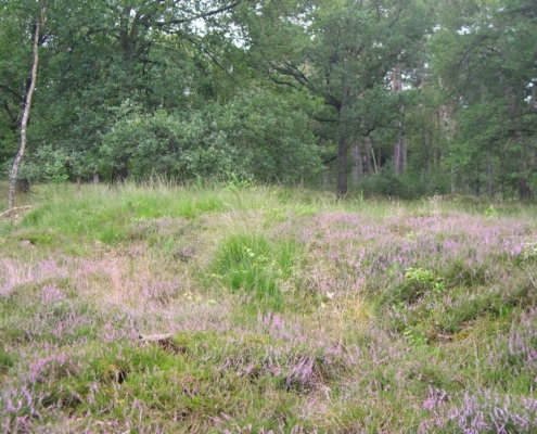 Smithuyserbos, De Zuid, Maartensdijkse Bos en Hilversums Wasmeer