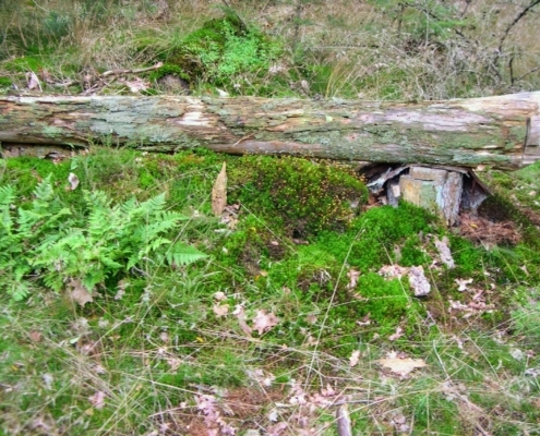 Smithuyserbos, De Zuid, Maartensdijkse Bos en Hilversums Wasmeer