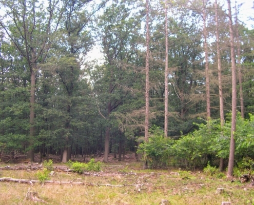 Smithuyserbos, De Zuid, Maartensdijkse Bos en Hilversums Wasmeer