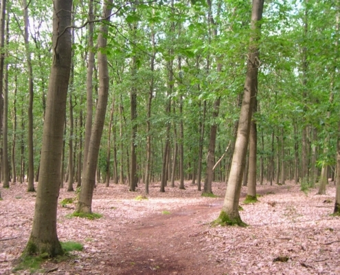 Smithuyserbos, De Zuid, Maartensdijkse Bos en Hilversums Wasmeer