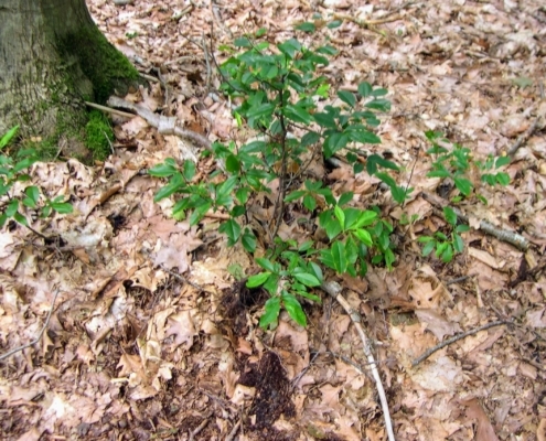 Smithuyserbos, De Zuid, Maartensdijkse Bos en Hilversums Wasmeer