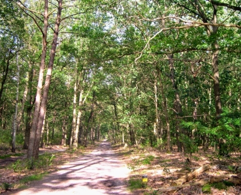 Smithuyserbos, De Zuid, Maartensdijkse Bos en Hilversums Wasmeer