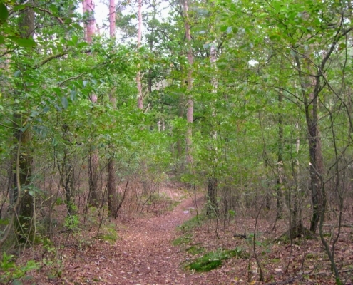 Smithuyserbos, De Zuid, Maartensdijkse Bos en Hilversums Wasmeer