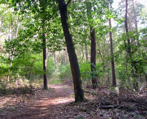 Smithuyserbos, De Zuid, Maartensdijkse Bos en Hilversums Wasmeer