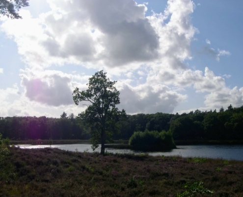 Smithuyserbos, De Zuid, Maartensdijkse Bos en Hilversums Wasmeer
