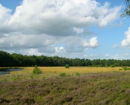 Smithuyserbos, De Zuid, Maartensdijkse Bos en Hilversums Wasmeer