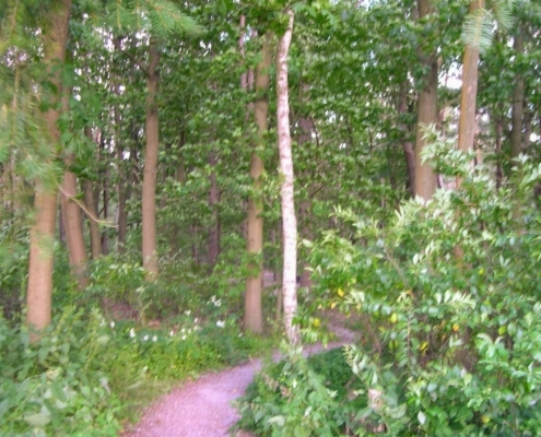 Smithuyserbos, De Zuid, Maartensdijkse Bos en Hilversums Wasmeer