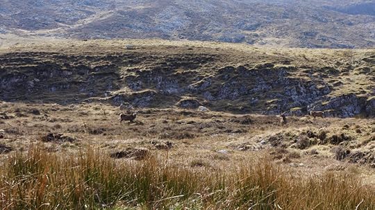 red deer uphill from Inchnadamph