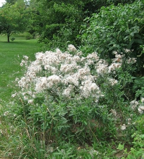 Thistle Down