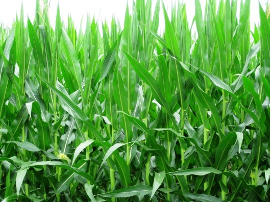 Avenues of Maze
