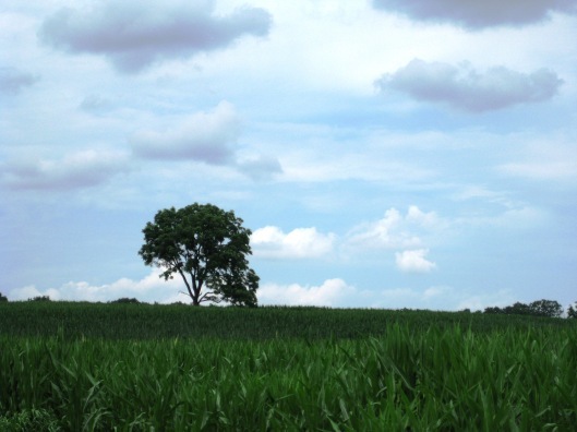 Lone Tree